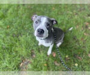 American Pit Bull Terrier Dogs for adoption in Charlotte, NC, USA