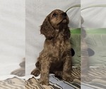 Small #1 English Cocker Spaniel