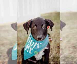 Labrador Retriever-Unknown Mix Dogs for adoption in Princeton, MN, USA