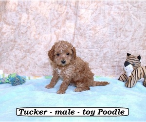 Poodle (Toy) Puppy for sale in CLARKRANGE, TN, USA