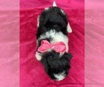 Small Photo #13 Cavapoo Puppy For Sale in BULLARD, TX, USA