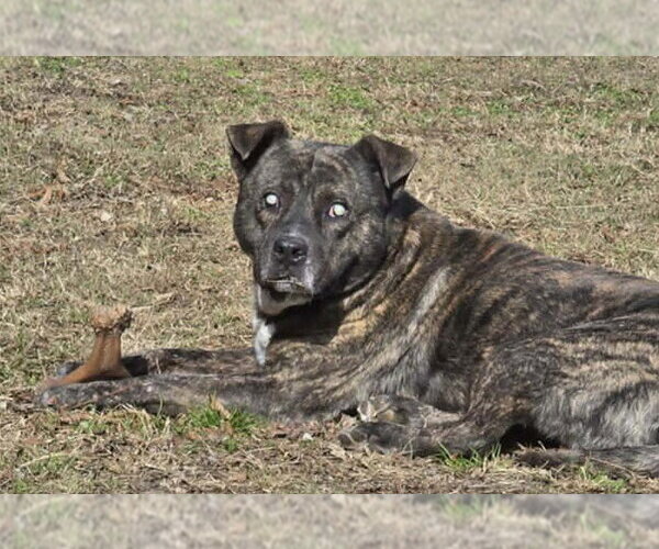 Medium Photo #3 Mountain Cur-Unknown Mix Puppy For Sale in Anniston, AL, USA