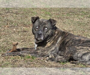 Winston - Male Mountain Cur-Unknown Mix Dog for Adoption - Photo #3