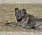 Small Photo #3 Mountain Cur-Unknown Mix Puppy For Sale in Anniston, AL, USA