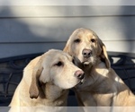 Small Photo #17 Labrador Retriever Puppy For Sale in SEATTLE, WA, USA