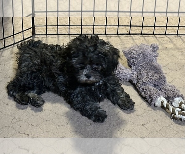 Medium Photo #3 ShihPoo Puppy For Sale in GLOUCESTER, VA, USA