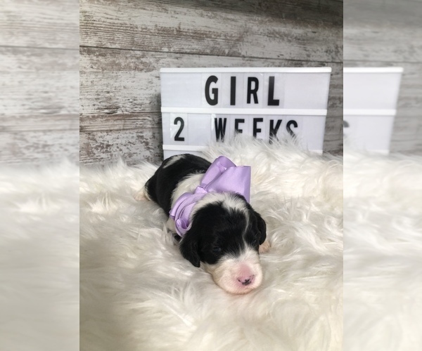 Medium Photo #3 Sheepadoodle Puppy For Sale in NIXA, MO, USA