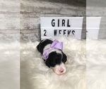 Small Photo #3 Sheepadoodle Puppy For Sale in NIXA, MO, USA