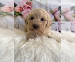 Small #1 Poodle (Miniature)