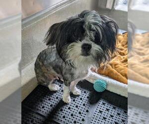 Shih Tzu Dogs for adoption in San Martin, CA, USA