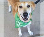 Small #3 Labrador Retriever Mix
