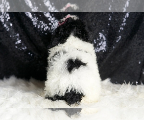 Medium Photo #7 Poodle (Miniature) Puppy For Sale in WARSAW, IN, USA