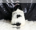 Small #6 Poodle (Miniature)