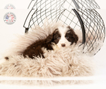 Small Photo #15 Saint Berdoodle Puppy For Sale in LEAVENWORTH, IN, USA