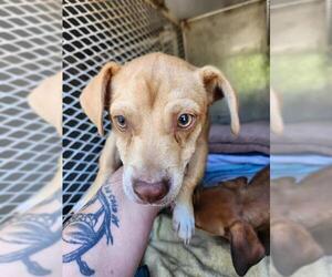 Chihuahua Dogs for adoption in Bakersfield, CA, USA