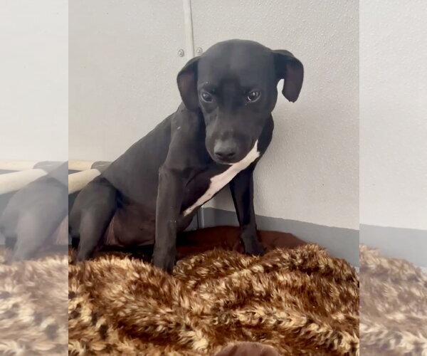 Medium Photo #16 Labrador Retriever-Unknown Mix Puppy For Sale in Mount Laurel, NJ, USA