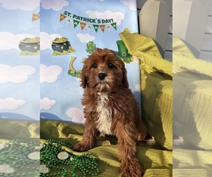 Cavapoo Puppy for sale in BOWLING GREEN, KY, USA