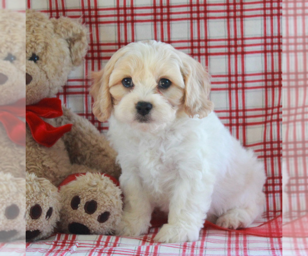 Medium Photo #1 Cavachon Puppy For Sale in GORDONVILLE, PA, USA