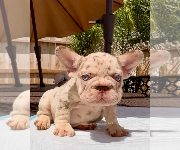 Medium Photo #3 French Bulldog Puppy For Sale in SACRAMENTO, CA, USA