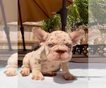 Small #2 French Bulldog