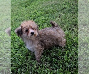YorkiePoo Puppy for sale in BARNESVILLE, KS, USA