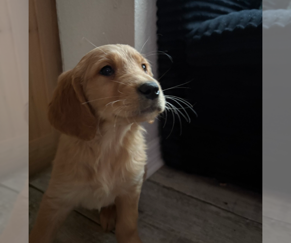 Medium Photo #2 Golden Retriever Puppy For Sale in ORLANDO, FL, USA