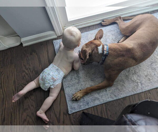 Medium Photo #5 Labrador Retriever-Unknown Mix Puppy For Sale in Greensboro, NC, USA