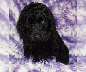 Labradoodle Puppy for sale in LA HABRA, CA, USA