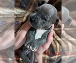 Small Photo #6 Great Dane Puppy For Sale in CLEARFIELD, UT, USA