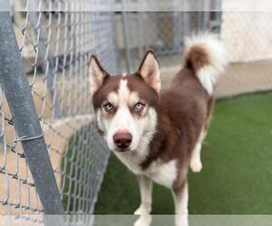 - Mix Dogs for adoption in Texas City, TX, USA