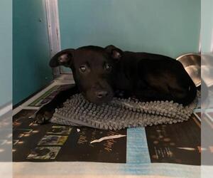 Labrador Retriever-Unknown Mix Dogs for adoption in San Antonio, TX, USA