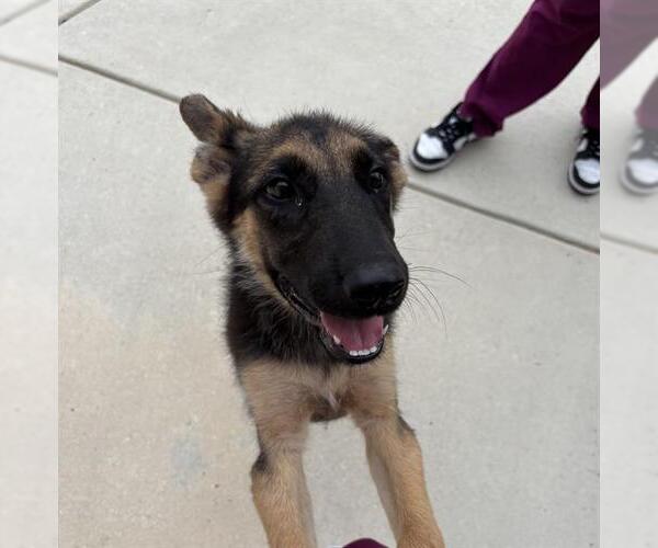 Medium Photo #1 German Shepherd Dog Puppy For Sale in San Antonio, TX, USA