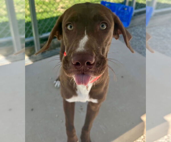 Medium Photo #2 Labrador Retriever-Rhodesian Ridgeback Mix Puppy For Sale in Jefferson, WI, USA