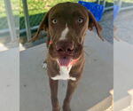 Small #1 Labrador Retriever-Rhodesian Ridgeback Mix