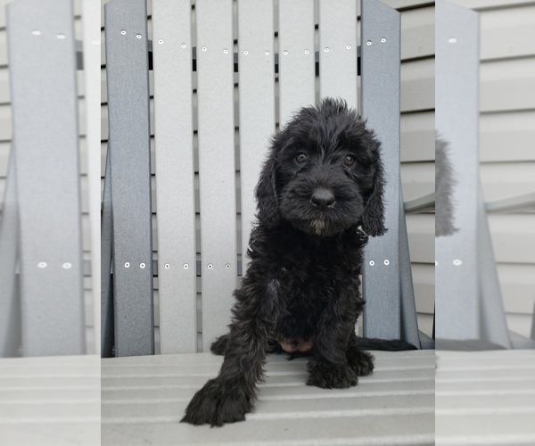 Full screen Photo #3 Labradoodle Puppy For Sale in EDINA, MO, USA