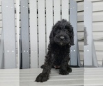 Small Photo #3 Labradoodle Puppy For Sale in EDINA, MO, USA