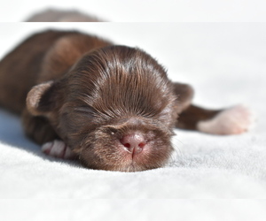 Shih Tzu Puppy for sale in PALM COAST, FL, USA
