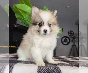 Pomeranian Puppy for sale in FRANKLIN, IN, USA