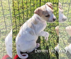 Labrador Retriever-Unknown Mix Dogs for adoption in San Bernardino, CA, USA