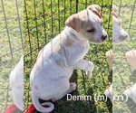 Small Basset Hound-Labrador Retriever Mix