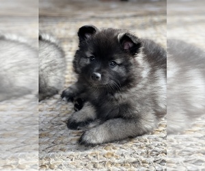 Medium Keeshond