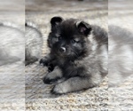 Puppy Lexus Keeshond