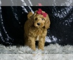 Small #2 Goldendoodle (Miniature)