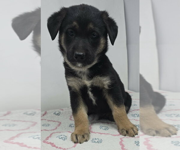 Medium Photo #1 German Shepherd Dog-Unknown Mix Puppy For Sale in Brewster, NY, USA
