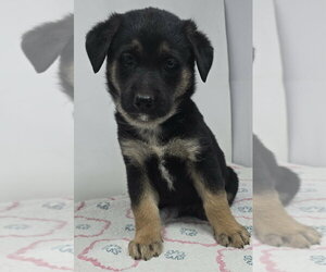 German Shepherd Dog-Unknown Mix Dogs for adoption in Brewster, NY, USA