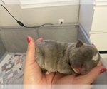 Small Photo #23 American Bully Puppy For Sale in NAUGATUCK, CT, USA