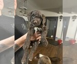 Small Photo #3 Aussiedoodle Puppy For Sale in LEXINGTON, GA, USA