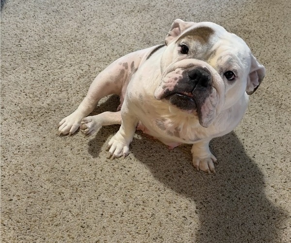 Medium Photo #1 English Bulldog Puppy For Sale in DENVER, CO, USA