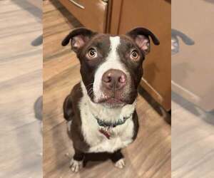 Australian Shepherd-Staffordshire Bull Terrier Mix Dogs for adoption in Cave Creek, AZ, USA