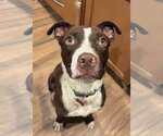 Small #1 Labrador Retriever-Staffordshire Bull Terrier Mix